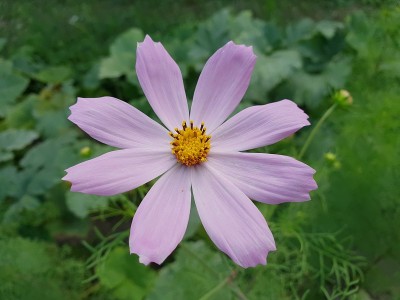 花园的宇宙