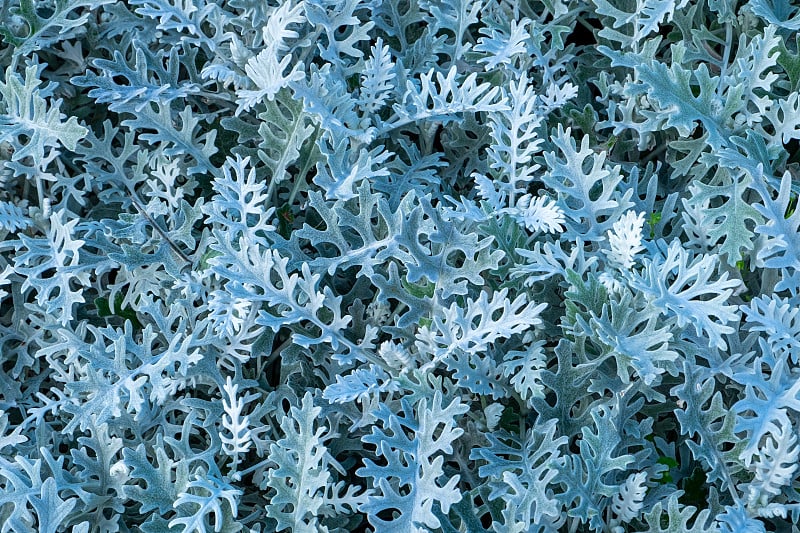 Close-up leaves the plant cineraria, dusty miller 