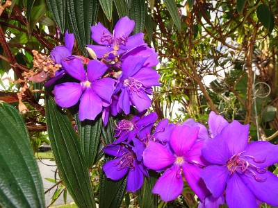 Tibouchina - princess flower