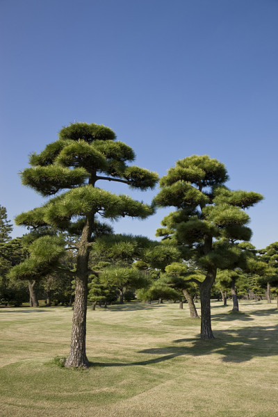 日本的松树
