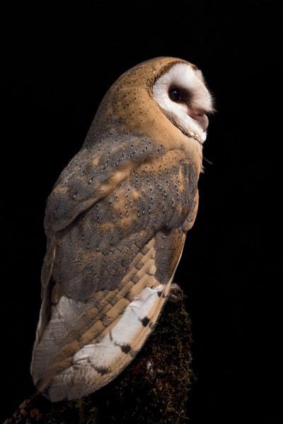 Night portrait of Barn owl (Tyto alba)