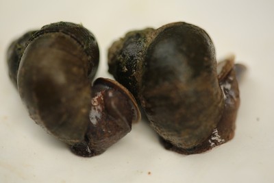 淡水贻贝