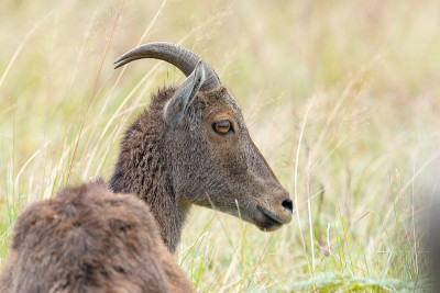 Nilgiritragus hylocrius从Eravikulam国家公园拍摄的nilgiri t