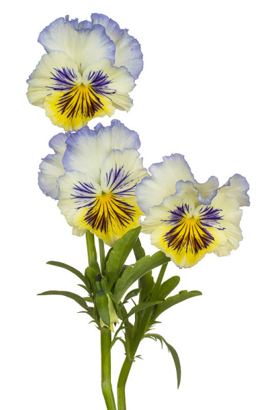 花孤立