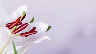 一个白色百合花的特写与明亮的颜色