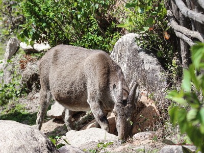 在印度喀拉拉邦穆纳尔附近的rajamalai的eravikulam国家公园，nilgiri tahr