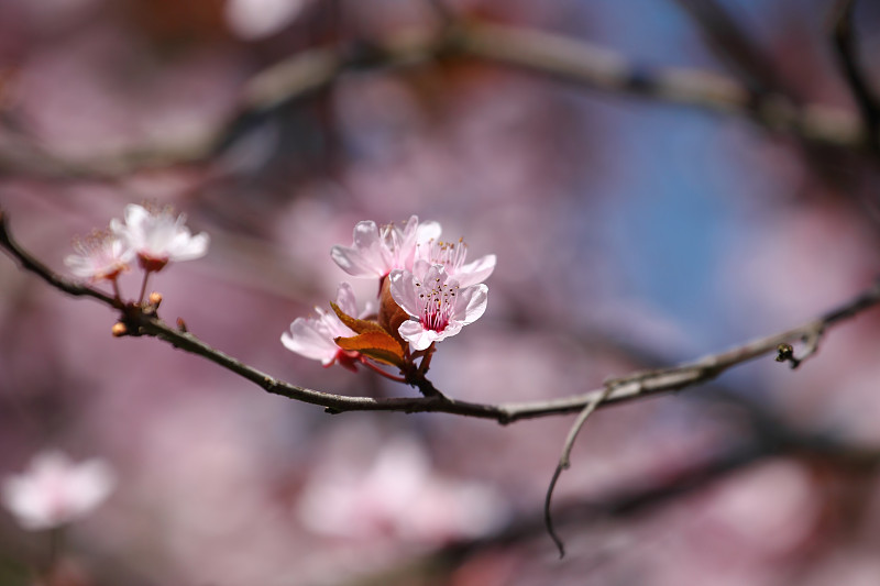 水果开花