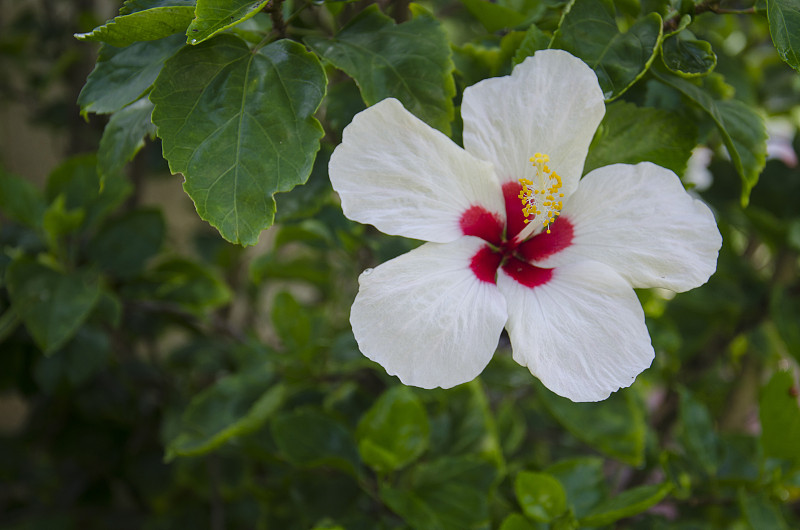 白芙蓉花