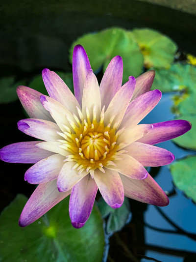 莲花