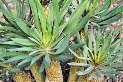 在花园里种了一株Kleinia