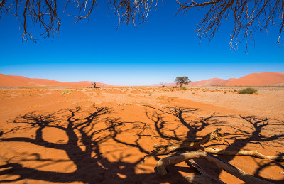 死亡的骆驼刺树和红色的沙丘，Sossusvlei，纳米比亚- naukluft国家公园，纳米比亚