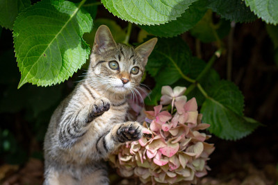 一只顽皮的小猫躲在绣球花丛下准备扑过来