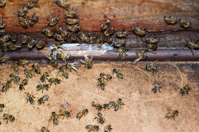 一个蜂巢，从里面看风景。bee-hut。蜜蜂。蜂房的入口。