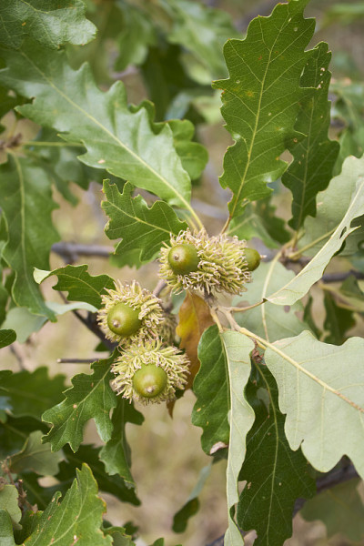 Quercus cerris树