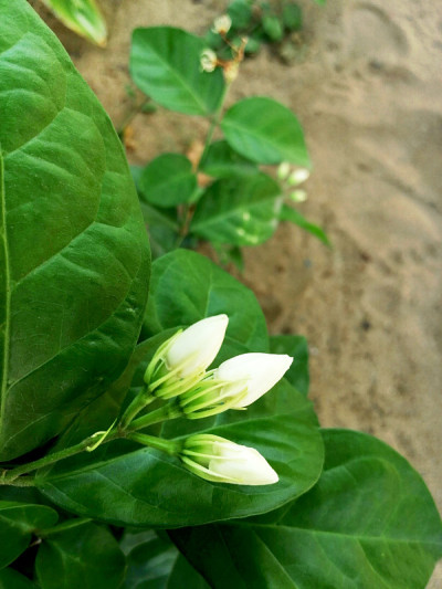 茉莉花(阿拉伯茉莉花)
