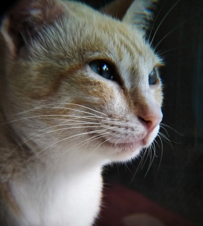 猫