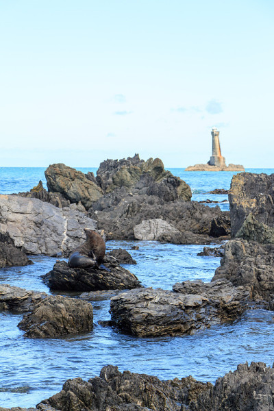 海狮在岩石上