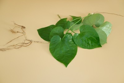 胡椒科的绿色草本植物，背景为橙色。