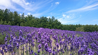 薰衣草