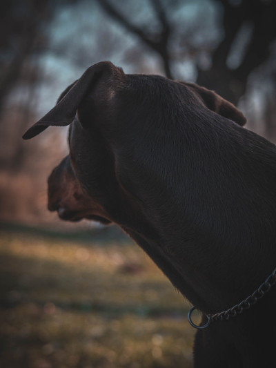 杜宾犬