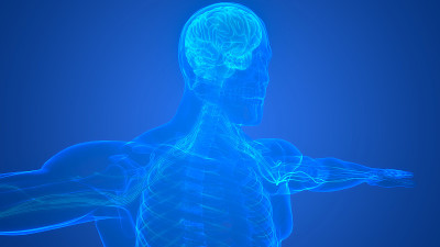 人体神经系统中枢器官的脑解剖