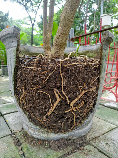 近距离照片真实植物根管在一个破碎的花盆在花园。