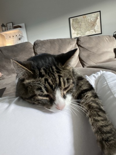 躺的猫