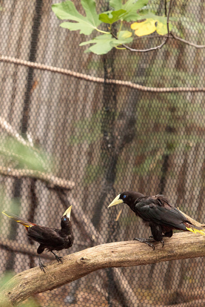 苏里南冠状口鹬被称为Psarocolius decumanus
