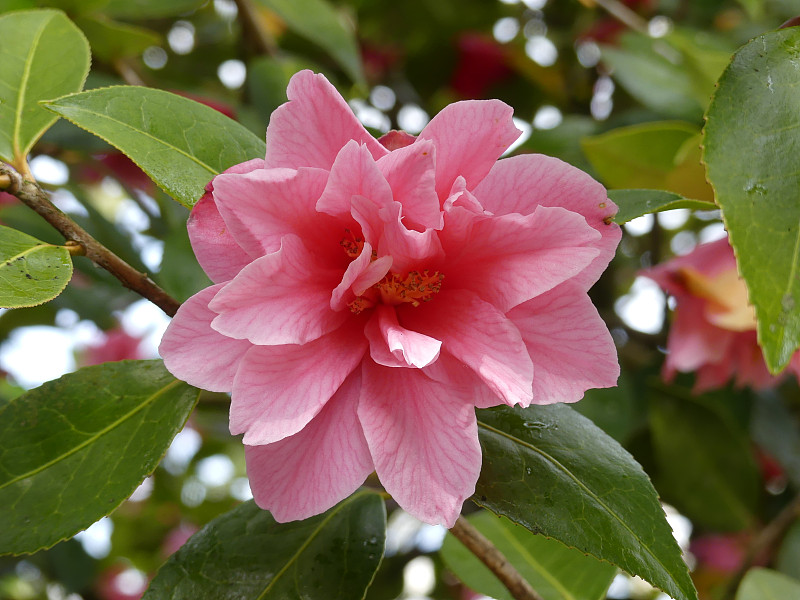 粉红色山茶花