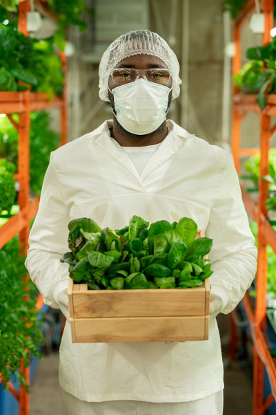年轻的现代非洲农业工程师拿着装着绿色菠菜的木箱