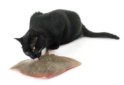 猫吃新鲜光线