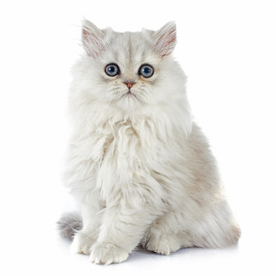 波斯的小猫