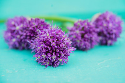 葱花束在时尚的金属装饰花瓶。景深浅