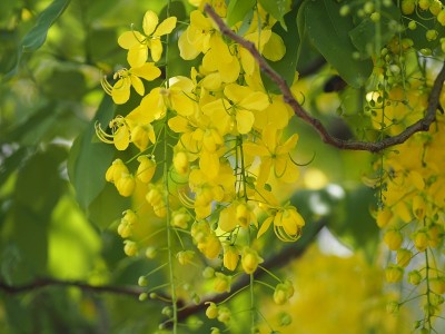 金雨树黄花自然背景