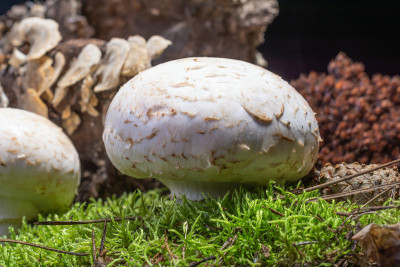 蘑菇靠近多汁的绿色森林苔藓