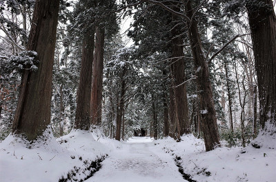日本长野雪松成行的雪道