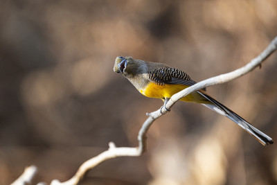 橙胸的Trogon