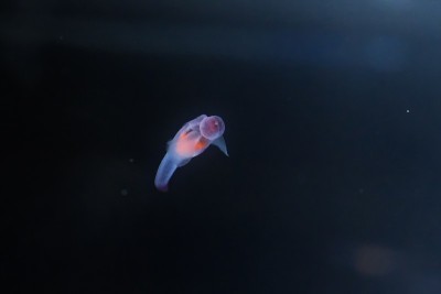 知床妖精Clione