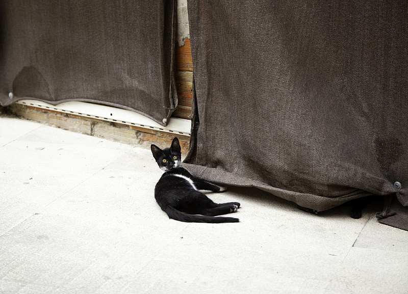 废弃的街猫