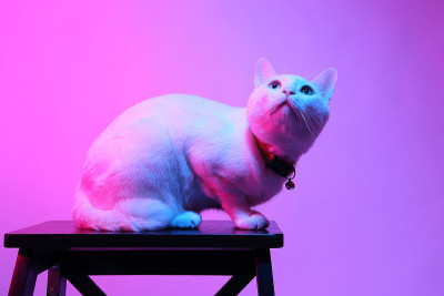 猫