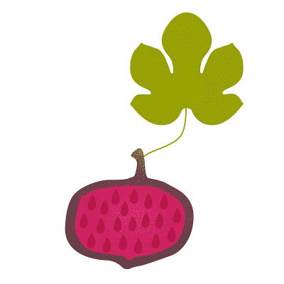 Fig fruit Illustration