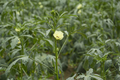 在农场种植秋葵蔬菜