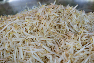只有豆（Vigna Radiata）豆芽