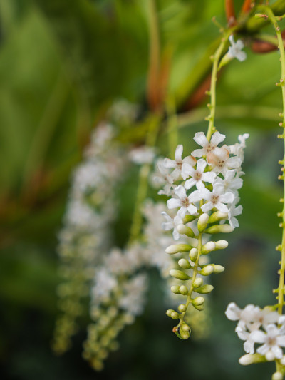 悬挂的月季花
