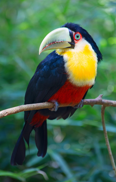 丰富多彩的tucan