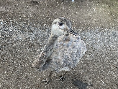 鸵鸟