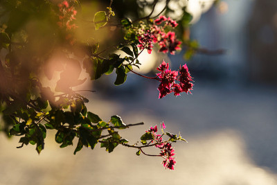 小粉色的花