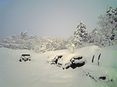 大雪秋田犬、日本