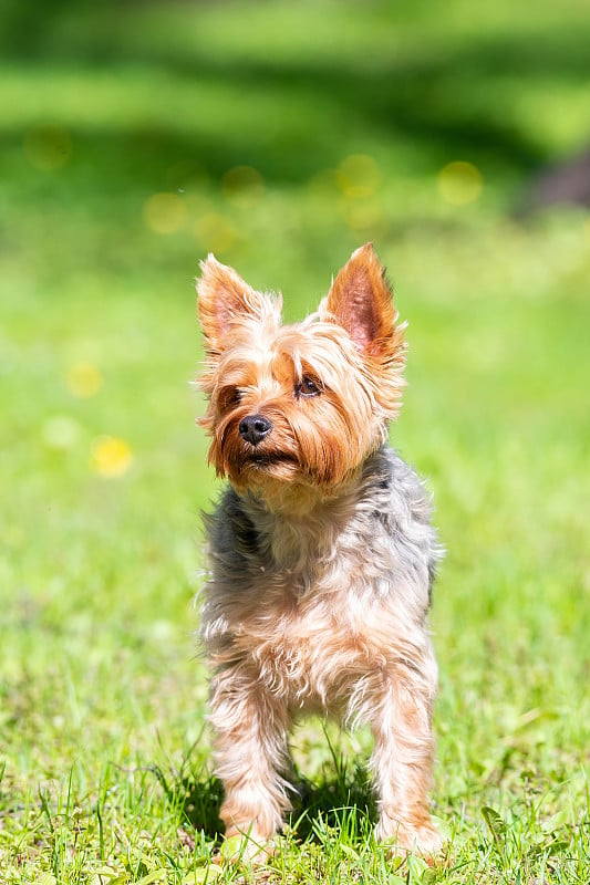 雌性约克夏梗犬。