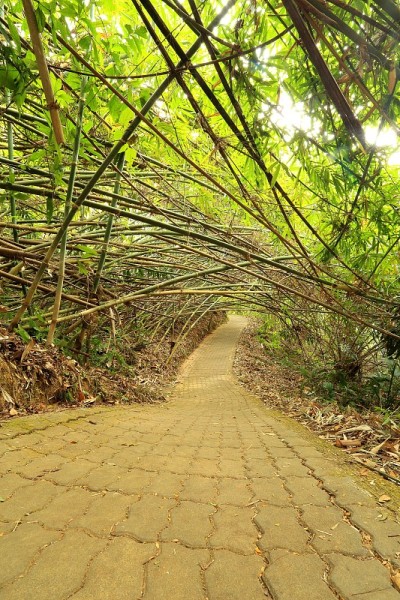 竹隧道
